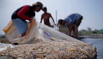 Takeaways from AP's report on how shrimp farmers are exploited as supermarkets push for low prices