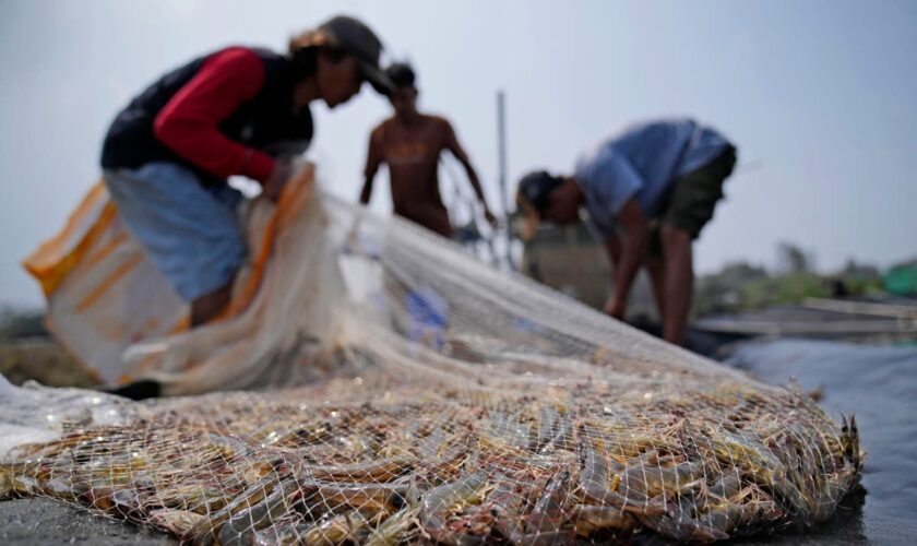 Takeaways from AP's report on how shrimp farmers are exploited as supermarkets push for low prices