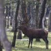 Traqué par des chasseurs à courre, un cerf se réfugie devant la gendarmerie de Senlis