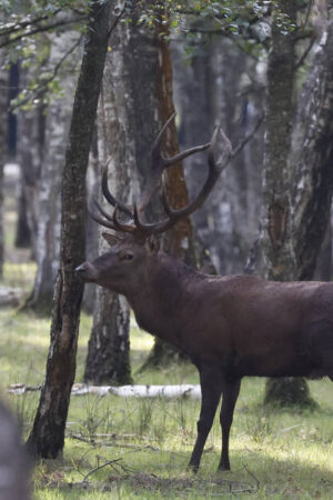 Traqué par des chasseurs à courre, un cerf se réfugie devant la gendarmerie de Senlis