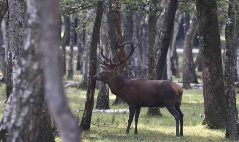 Traqué par des chasseurs à courre, un cerf se réfugie devant la gendarmerie de Senlis