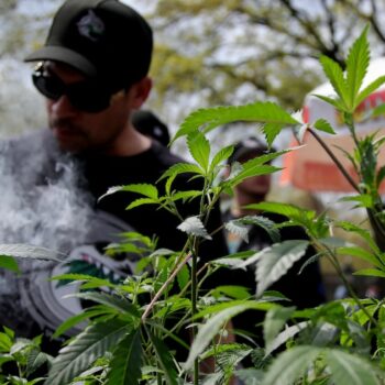 Un plant de cannabis est exhibé lors d'une célébration au Washington Square Park à New York City le 20 avril 2024