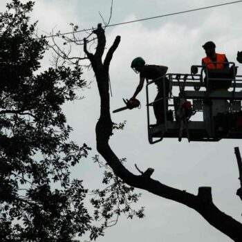 A69 : presque 60 arbres abattus sur le tracé de l’autoroute ce dimanche