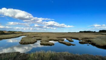 Action needed to protect and restore saltmarshes that store carbon and protect against climate change