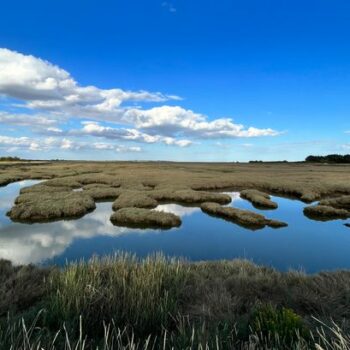 Action needed to protect and restore saltmarshes that store carbon and protect against climate change