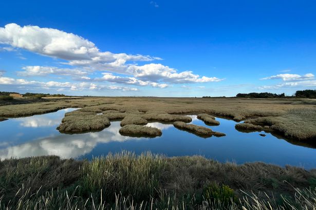 Action needed to protect and restore saltmarshes that store carbon and protect against climate change