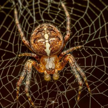 Arachnophobie: Reporterin testet: So werden Sie Ihre Angst vor Spinnen los