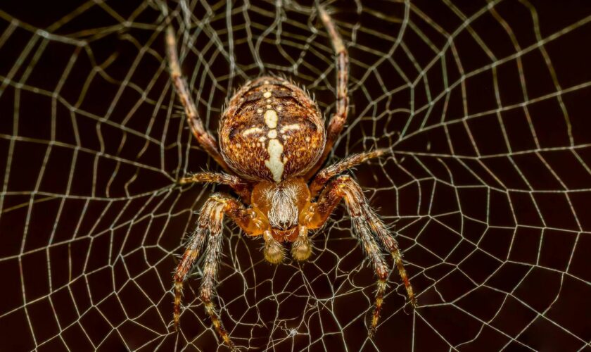 Arachnophobie: Reporterin testet: So werden Sie Ihre Angst vor Spinnen los