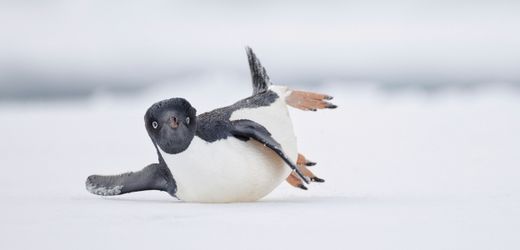 Bird Photographer of the Year Fotowettbewerb: 4000 tote Vögel und ein Breakdance-Pinguin