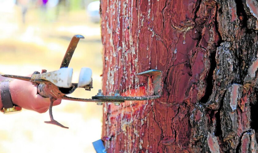 Bosques, la raíz de nuevos nichos de empleo