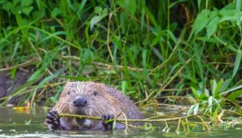 Brandenburg: Warum Biber zugunsten des Hochwasserschutzes abgeschossen werden