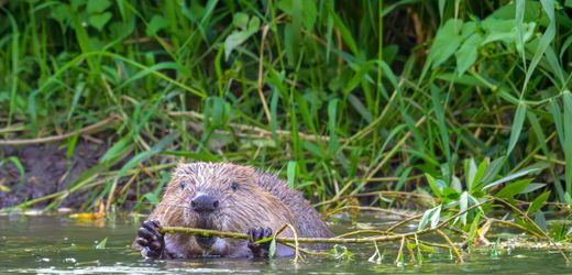 Brandenburg: Warum Biber zugunsten des Hochwasserschutzes abgeschossen werden