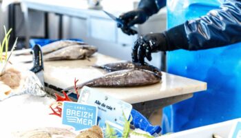 BreizhMer, un nouveau label pour acheter des poissons et des crustacés 100 % bretons