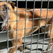 « Ça va être la cata ! » : la crainte d’abandons massifs de malinois après les JO