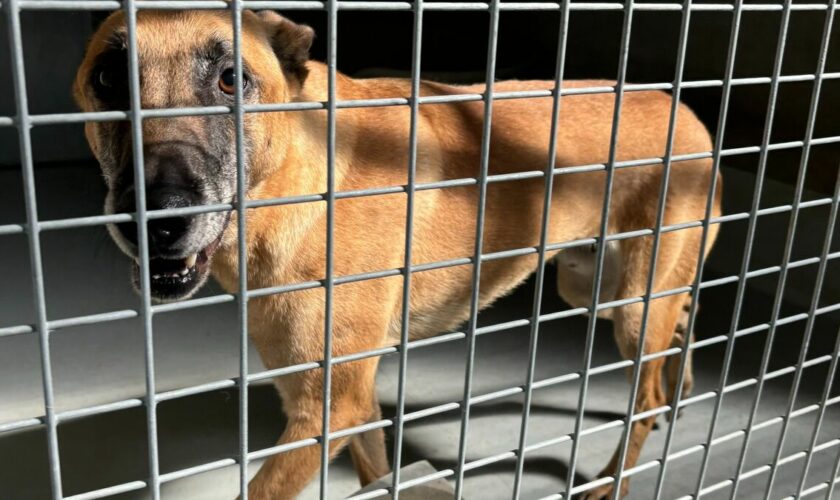 « Ça va être la cata ! » : la crainte d’abandons massifs de malinois après les JO