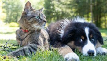 Chat contre chien: savoir qui est le plus intelligent n'est pas si évident