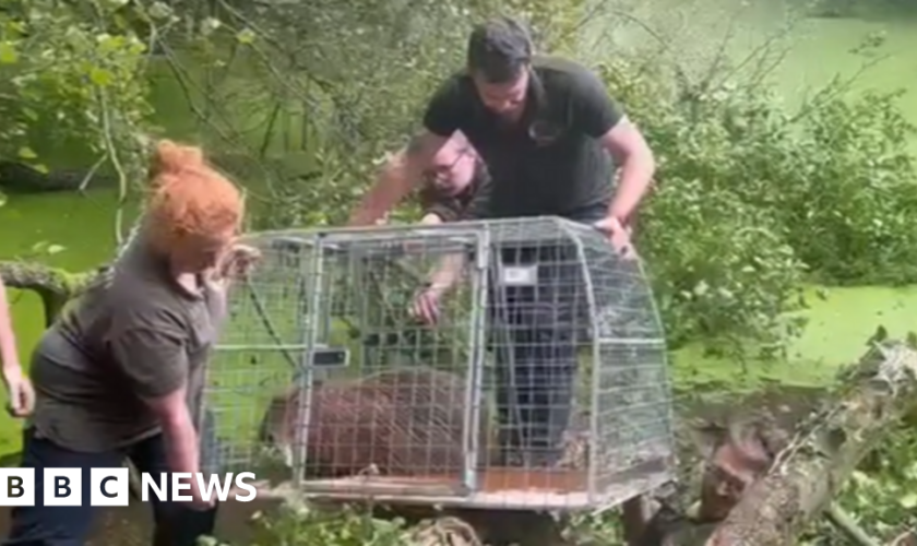 Cinnamon the capybara captured in pond