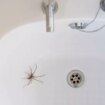 Cleaning guru's 'magic' remedy for stopping spiders and fruit flies entering your home