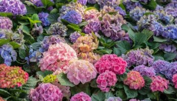 Common mistake could kill hydrangeas - how to avoid it this autumn