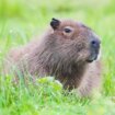 Crafty capybara escapes Telford zoo and goes on the run for three days while 'living her best life'