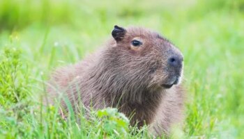 Crafty capybara escapes Telford zoo and goes on the run for three days while 'living her best life'