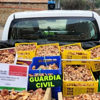 Decomisan 300 kilos de setas recogidos ilegalmente en el inicio de la campaña