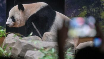 Des milliers de Japonais en larmes pour dire au revoir à deux pandas rejoignant la Chine