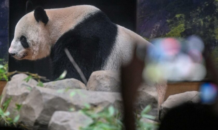 Des milliers de Japonais en larmes pour dire au revoir à deux pandas rejoignant la Chine