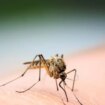 Detectado un brote de dengue autóctono en Tarragona