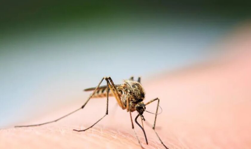 Detectado un brote de dengue autóctono en Tarragona