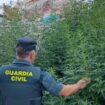 Detenido por cultivar marihuana en un solar propiedad del Ayuntamiento de Baena