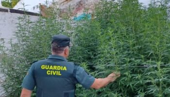 Detenido por cultivar marihuana en un solar propiedad del Ayuntamiento de Baena