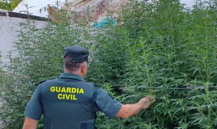 Detenido por cultivar marihuana en un solar propiedad del Ayuntamiento de Baena