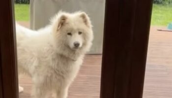 Dog owners 'never want to go to groomers again' after fluffy pooch returns from cut