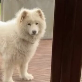 Dog owners 'never want to go to groomers again' after fluffy pooch returns from cut