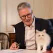 Downing Street: Englands bekannteste Katze: "Chief Mouser" Larry bekommt niedliche Konkurrenz