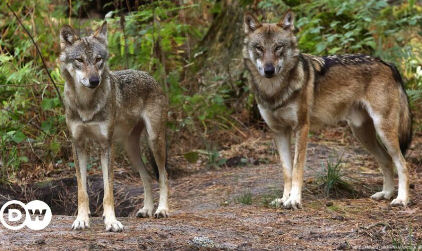 EU-Länder wollen leichteren Abschuss von Wölfen