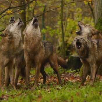 EU votes to lower protections for wolves