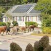 Eight bulls captured after escape from Massachusetts rodeo