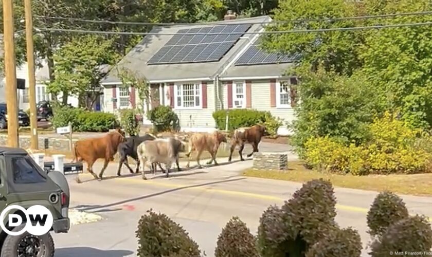 Eight bulls captured after escape from Massachusetts rodeo