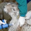 El virus de la lengua azul llega a una explotación en Extremadura pese al cierre de fronteras con Portugal