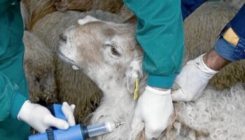 El virus de la lengua azul llega a una explotación en Extremadura pese al cierre de fronteras con Portugal