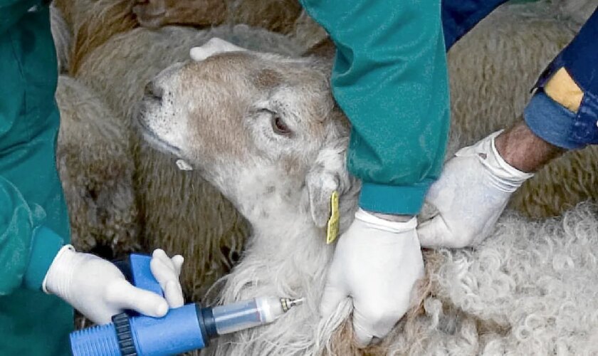 El virus de la lengua azul llega a una explotación en Extremadura pese al cierre de fronteras con Portugal