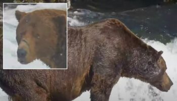 Enormous Alaskan brown bear gorges on 45 salmon in 10-hour feast ahead of hibernation