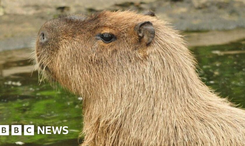 Escaped capybara Cinnamon 'fled after being startled by mower'