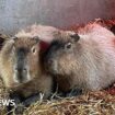 Escaped capybara 'probably living her best life'