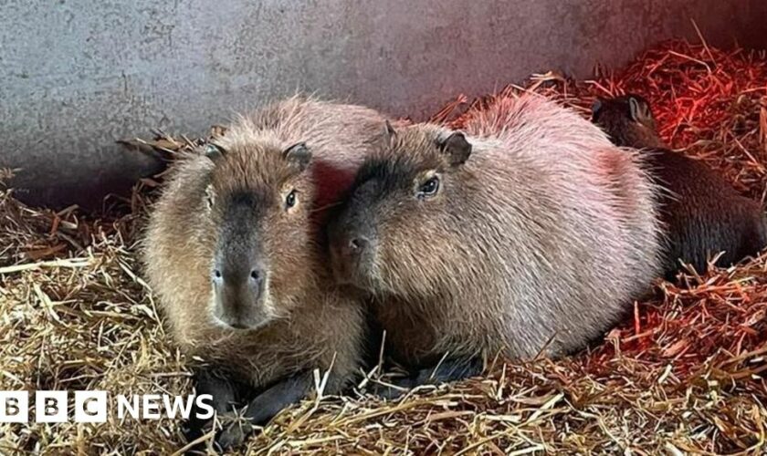 Escaped capybara 'probably living her best life'