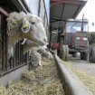 España cierra las fronteras para animales con Portugal tras detectarse tres explotaciones de ovino con lengua azul en Évora