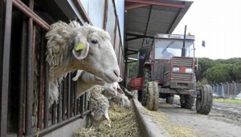 España cierra las fronteras para animales con Portugal tras detectarse tres explotaciones de ovino con lengua azul en Évora