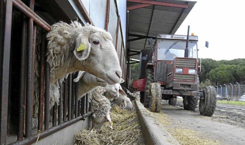 España cierra las fronteras para animales con Portugal tras detectarse tres explotaciones de ovino con lengua azul en Évora